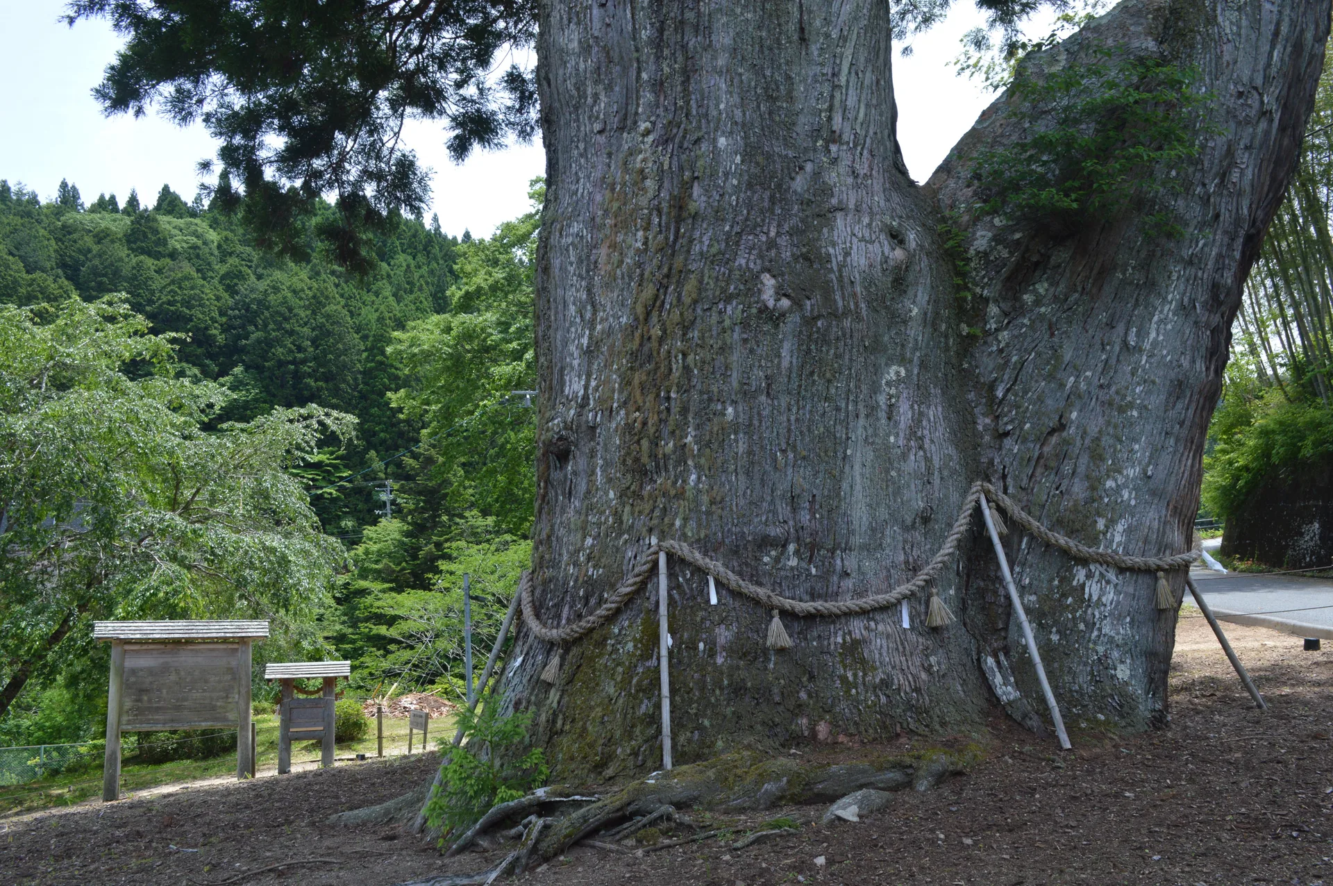 The broad trunk of Tsukize no Osugi, a Japanese cedar encircled by a sacred rope.