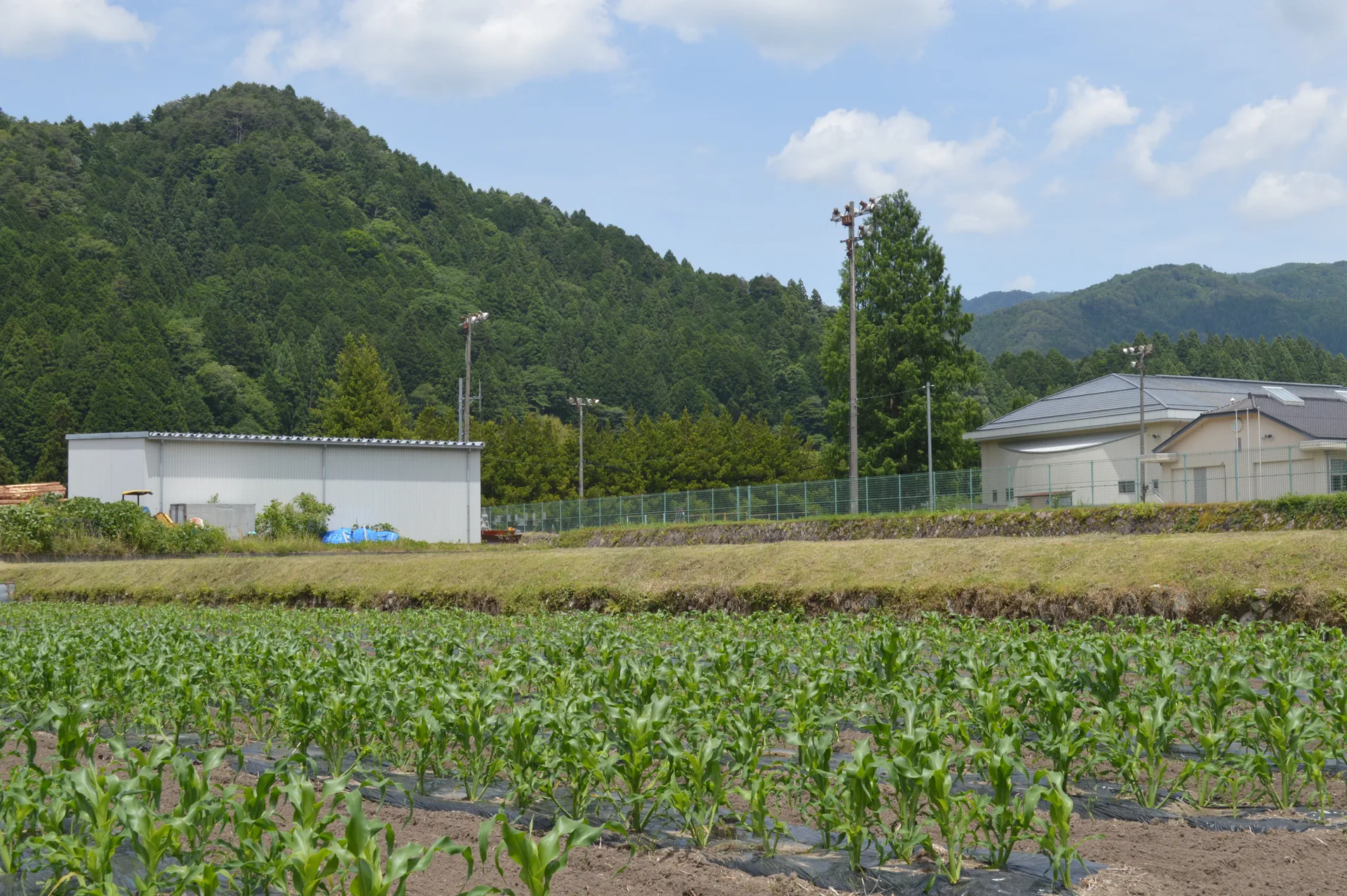 Rows of young corn plants in a Neba field with agricultural buildings and wooded mountains beyond.